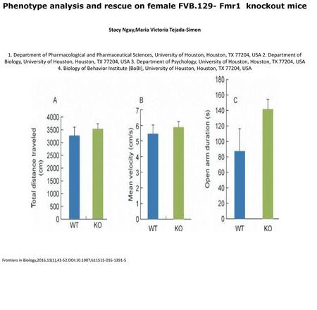 Phenotype analysis and rescue on female FVB.129- Fmr1 knockout mice