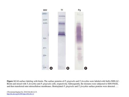 Figure 2. Cell-surface labeling with biotin. The surface proteins of P