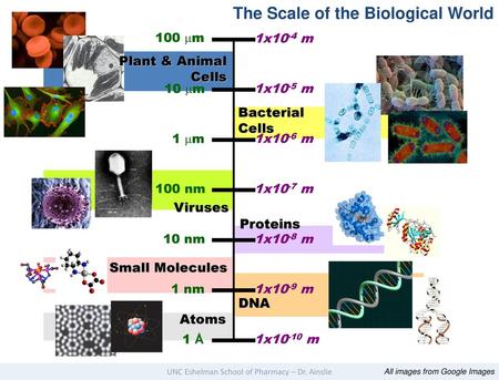 The Scale of the Biological World