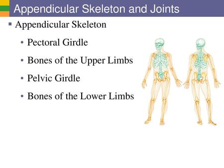 Appendicular Skeleton and Joints