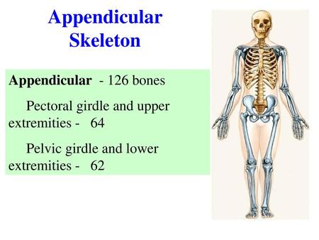 Appendicular Skeleton