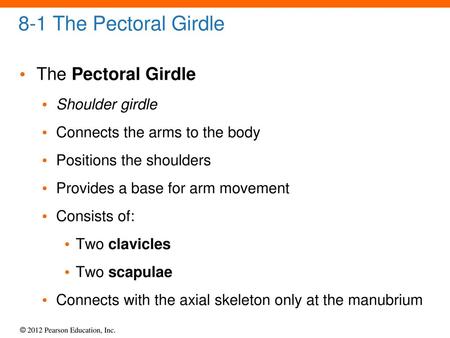 8-1 The Pectoral Girdle The Pectoral Girdle Shoulder girdle