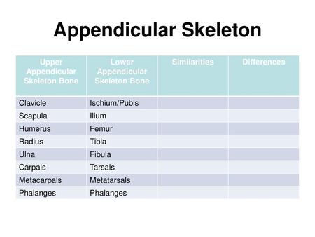 Appendicular Skeleton