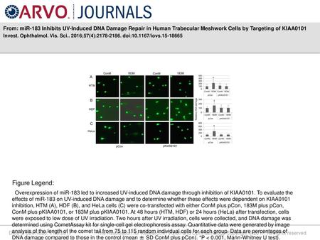 From: miR-183 Inhibits UV-Induced DNA Damage Repair in Human Trabecular Meshwork Cells by Targeting of KIAA0101 Invest. Ophthalmol. Vis. Sci.. 2016;57(4):2178-2186.