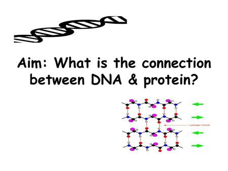 Aim: What is the connection between DNA & protein?