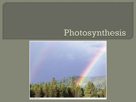 Photosynthesis.