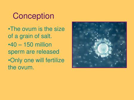 Conception The ovum is the size of a grain of salt.