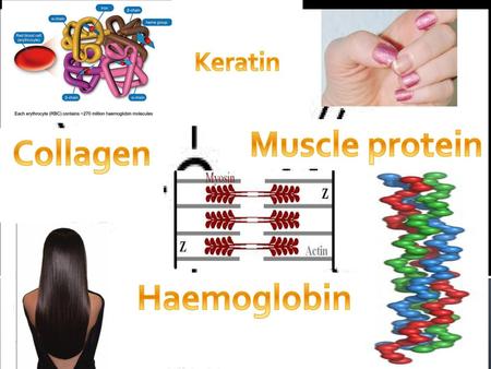 Muscle protein Collagen Haemoglobin