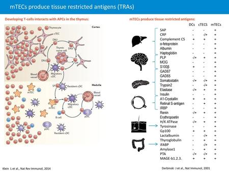 mTECs produce tissue restricted antigens (TRAs)