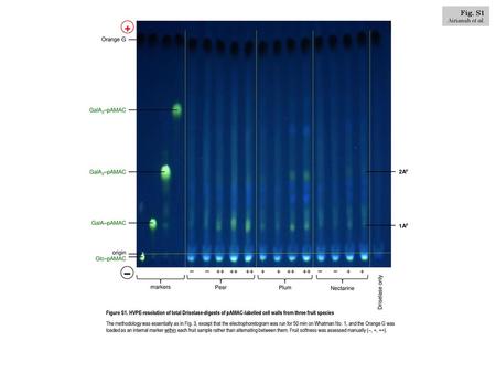 + – Fig. S1 – – – – + + Airianah et al. Orange G