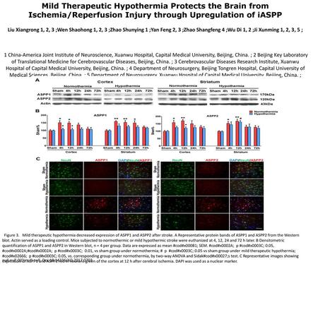 Mild Therapeutic Hypothermia Protects the Brain from Ischemia/Reperfusion Injury through Upregulation of iASPP Liu Xiangrong 1, 2, 3 ;Wen Shaohong 1, 2,