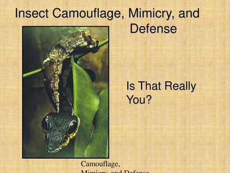 Insect Camouflage, Mimicry, and Defense