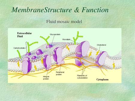 MembraneStructure & Function