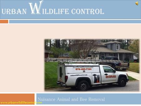 Urban Wildlife Control