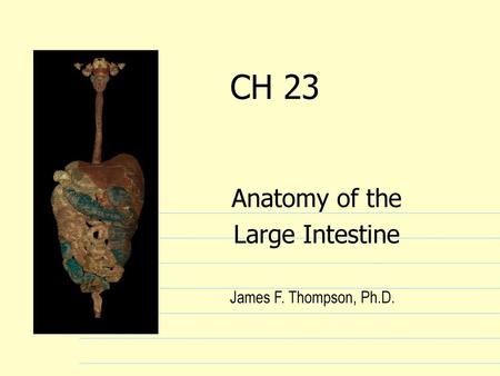 Anatomy of the Large Intestine