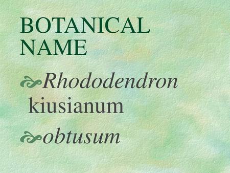 BOTANICAL NAME Rhododendron kiusianum obtusum.