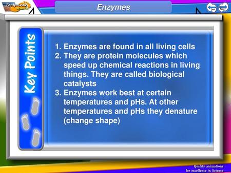 Enzymes are found in all living cells