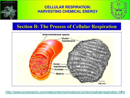 Section B: The Process of Cellular Respiration