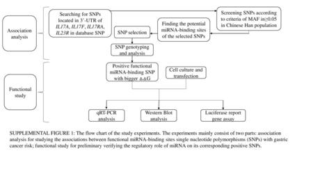 Finding the potential miRNA-binding sites of the selected SNPs