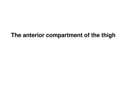 The anterior compartment of the thigh