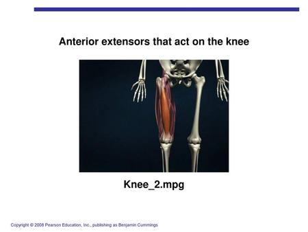 Anterior extensors that act on the knee