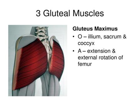 3 Gluteal Muscles Gluteus Maximus O – illium, sacrum & coccyx