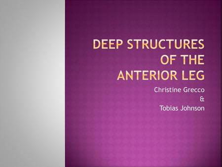 Deep Structures of the Anterior Leg