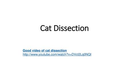 Cat Dissection Good video of cat dissection http://www.youtube.com/watch?v=DVcl2Lq0NQI.