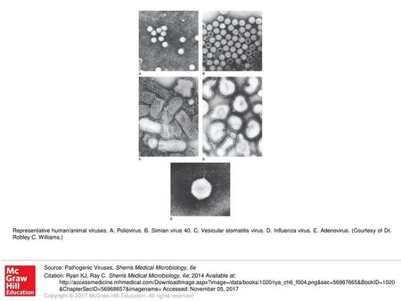 Representative human/animal viruses. A. Poliovirus. B. Simian virus 40