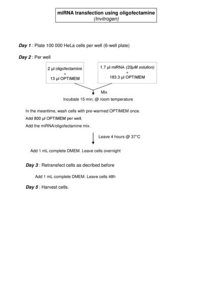 miRNA transfection using oligofectamine