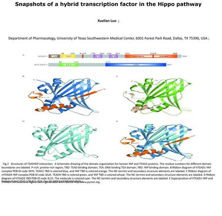 Snapshots of a hybrid transcription factor in the Hippo pathway