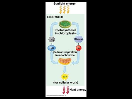 Energy Flow and Matter Cycling (Carbon)