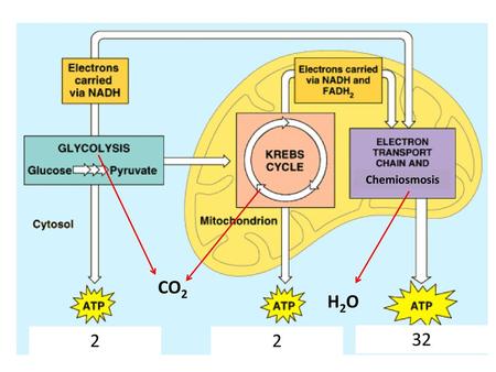 Chemiosmosis CO2 H2O 2 2 32.