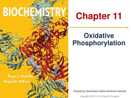 Oxidative Phosphorylation