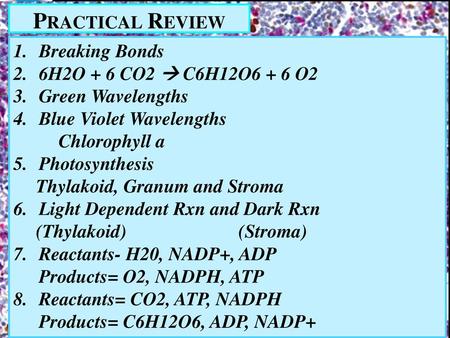 Practical Review Breaking Bonds 6H2O + 6 CO2  C6H12O6 + 6 O2