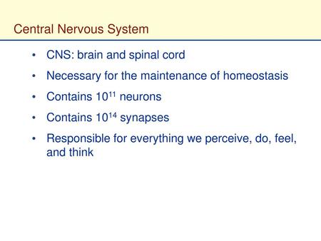 Central Nervous System