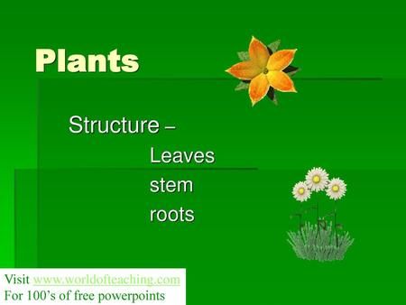 Structure – Leaves stem roots