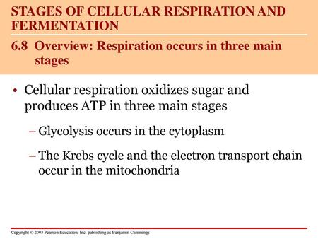 6.8 Overview: Respiration occurs in three main stages