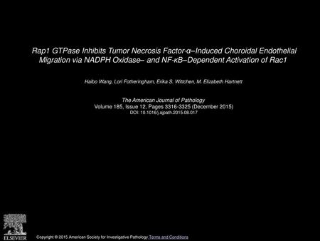 Rap1 GTPase Inhibits Tumor Necrosis Factor-α–Induced Choroidal Endothelial Migration via NADPH Oxidase– and NF-κB–Dependent Activation of Rac1  Haibo.