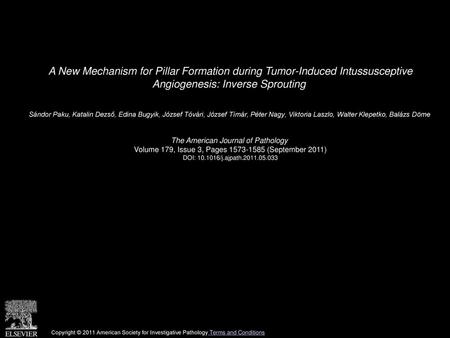 A New Mechanism for Pillar Formation during Tumor-Induced Intussusceptive Angiogenesis: Inverse Sprouting  Sándor Paku, Katalin Dezső, Edina Bugyik, József.