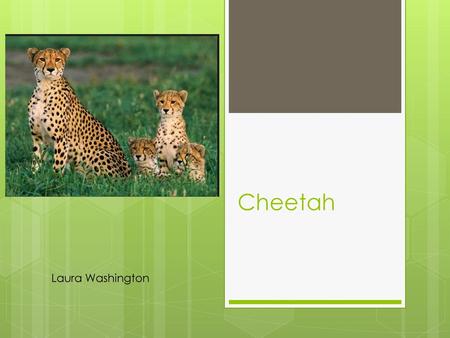 Cheetah Laura Washington.