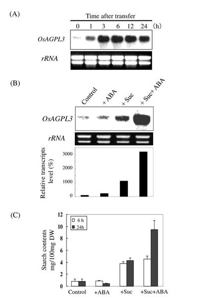 (A) rRNA (B) OsAGPL3 rRNA (C) Time after transfer （h）