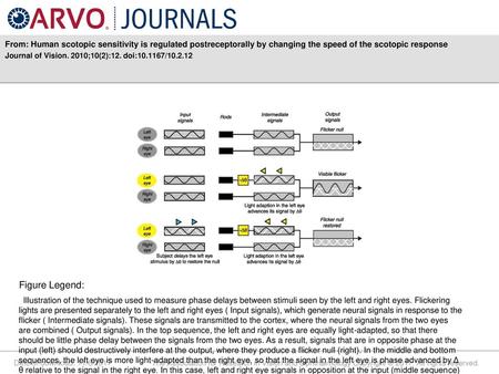 From: Human scotopic sensitivity is regulated postreceptorally by changing the speed of the scotopic response Journal of Vision. 2010;10(2):12. doi:10.1167/10.2.12.