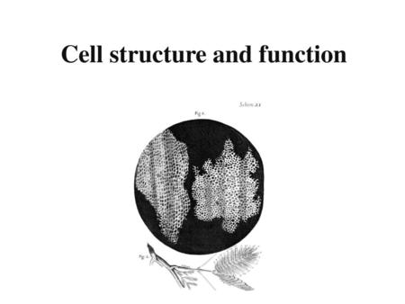 Cell structure and function