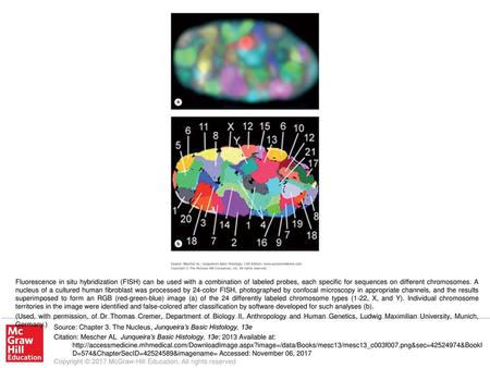 (Used, with permission, of Dr Thomas Cremer, Department of Biology II, Anthropology and Human Genetics, Ludwig Maximilian University, Munich, Germany.)