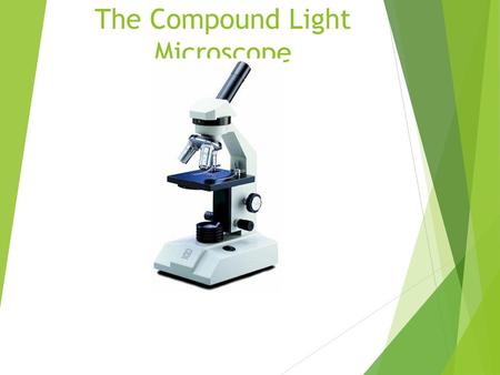 The Compound Light Microscope