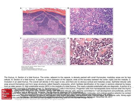 The thymus. A. Section of a fetal thymus