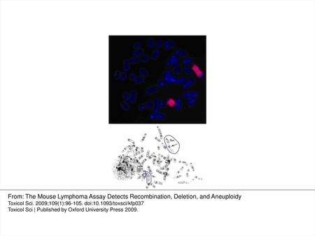 FIG. 5. Chromosome painting and G-banding analysis of mouse lymphoma Tk mutant 950 isolated from a bleomycin-treated culture (Clark et al., 2004). The.