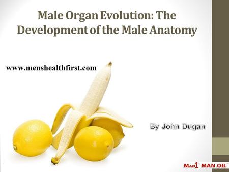 Male Organ Evolution: The Development of the Male Anatomy