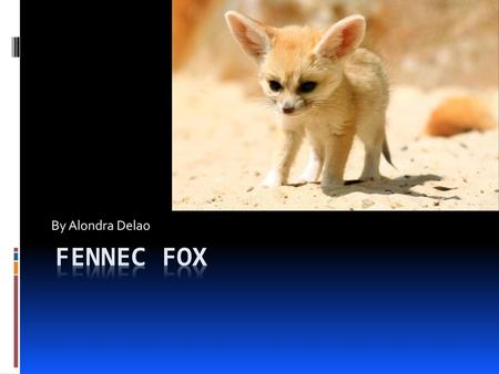 By Alondra Delao Fennec Fox.